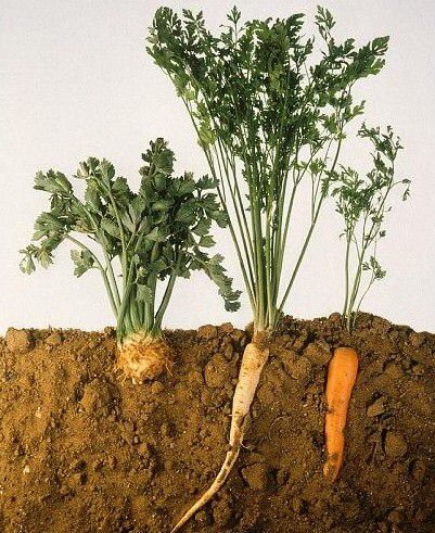 Flowering and fruit set