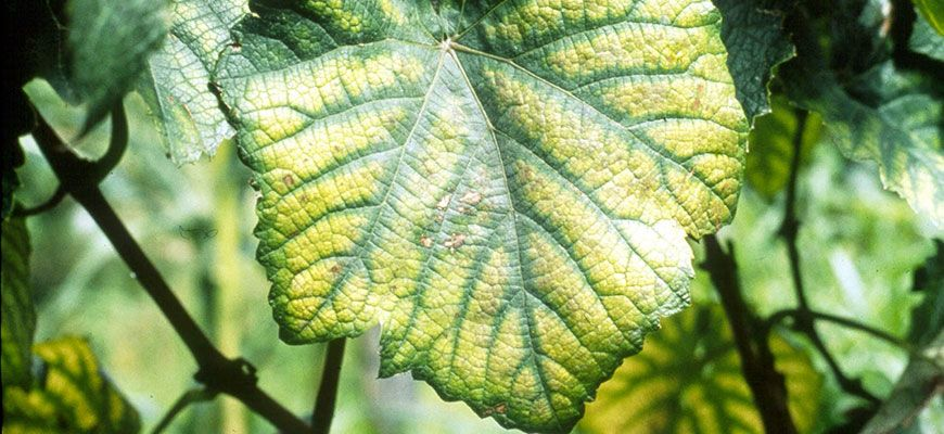 Flowering and fruit set