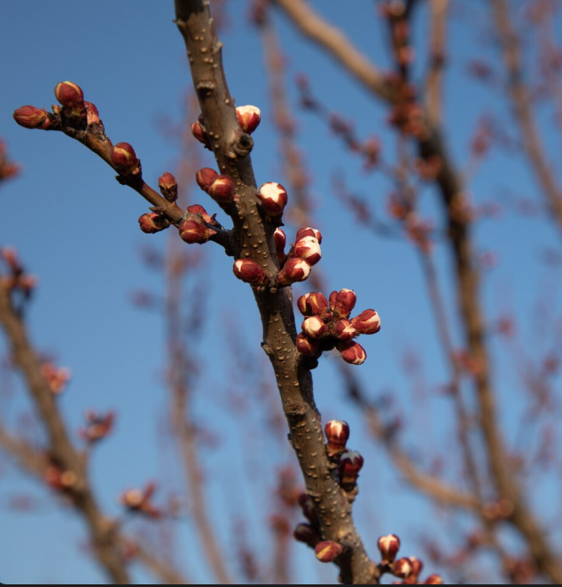 Flowering and fruit set