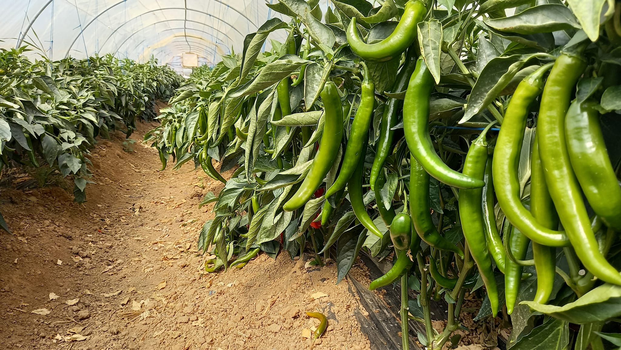 Flowering and fruit set