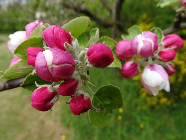 Flowering and fruit set