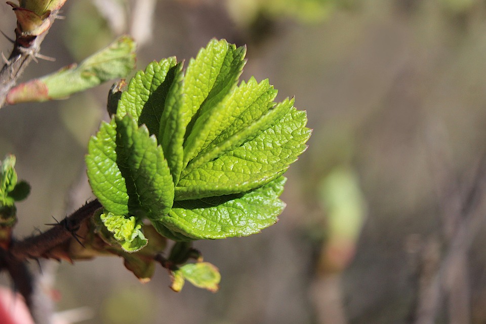 Flowering and fruit set
