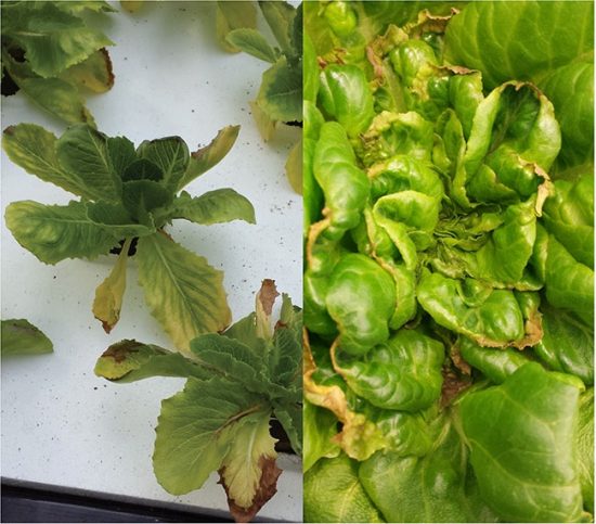 Flowering and fruit set