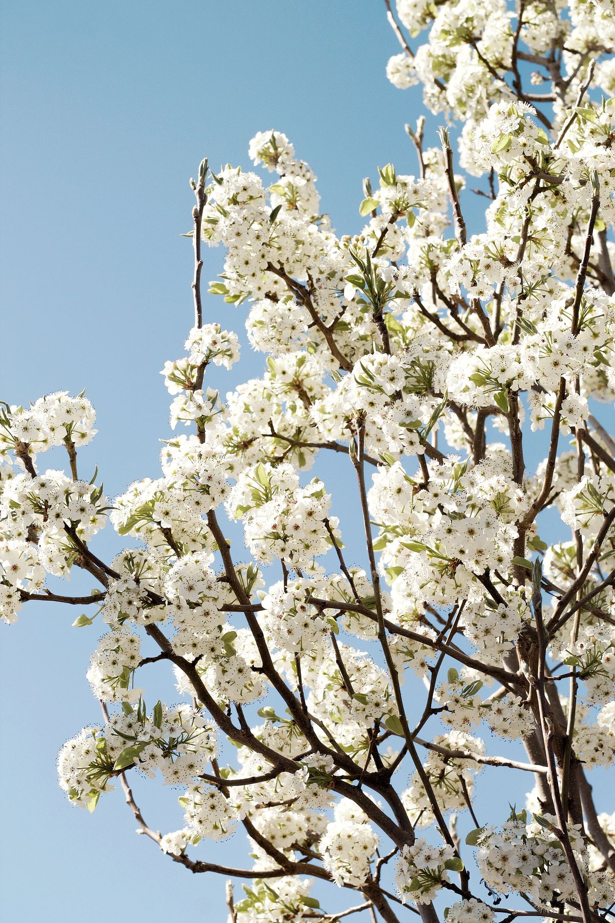 Flowering and fruit set