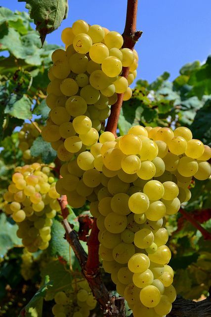 Flowering and fruit set