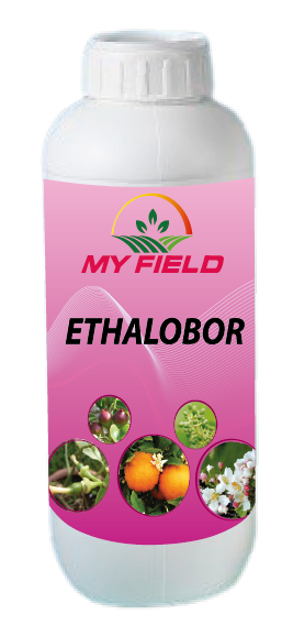 ETHALOBOR