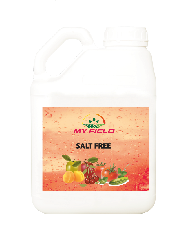 SALT FREE